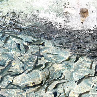 西藏淡水鱼损失赔偿鉴定评估